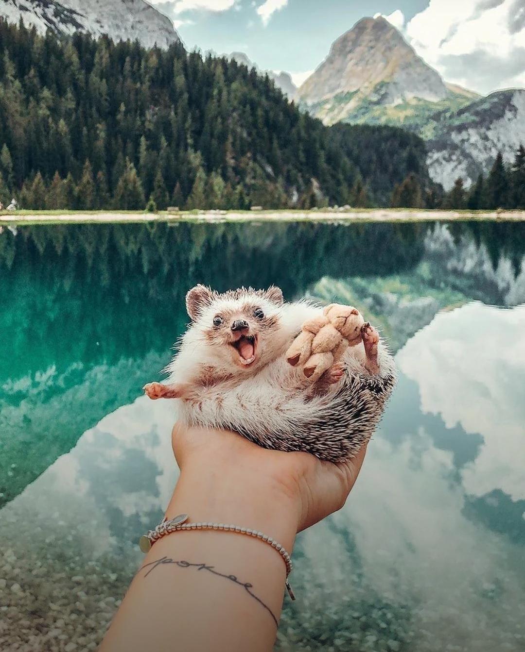 r/BeAmazed - When a hedgehog has travelled more than you