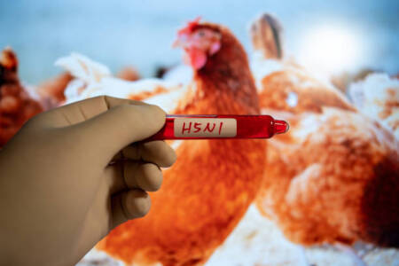 Identifiying transmission pathways of H5N1 bird flu strain