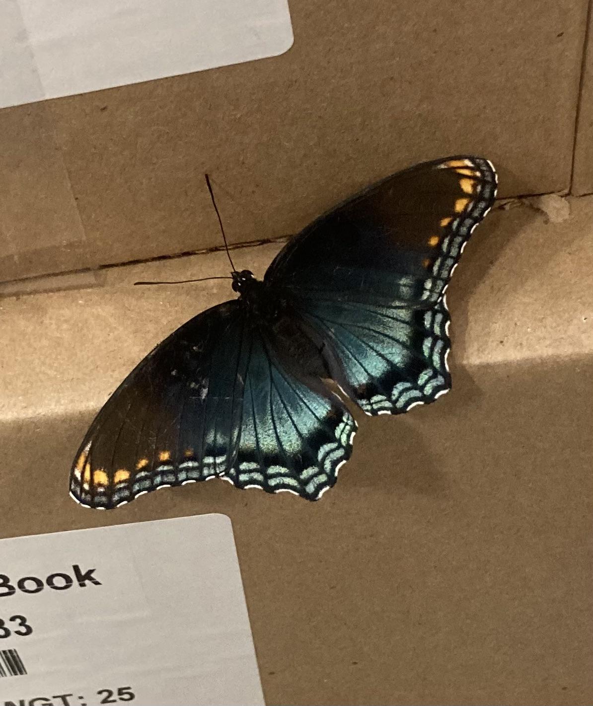 r/pics - Butterfly in the warehouse