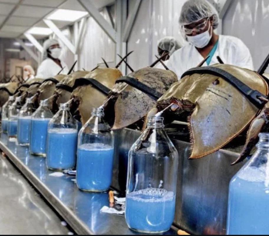 r/interestingasfuck - Every year 500,000 Horseshoe Crabs are captured then released after having their blue blood harvested. This blood is used by pharmaceutical sector. 