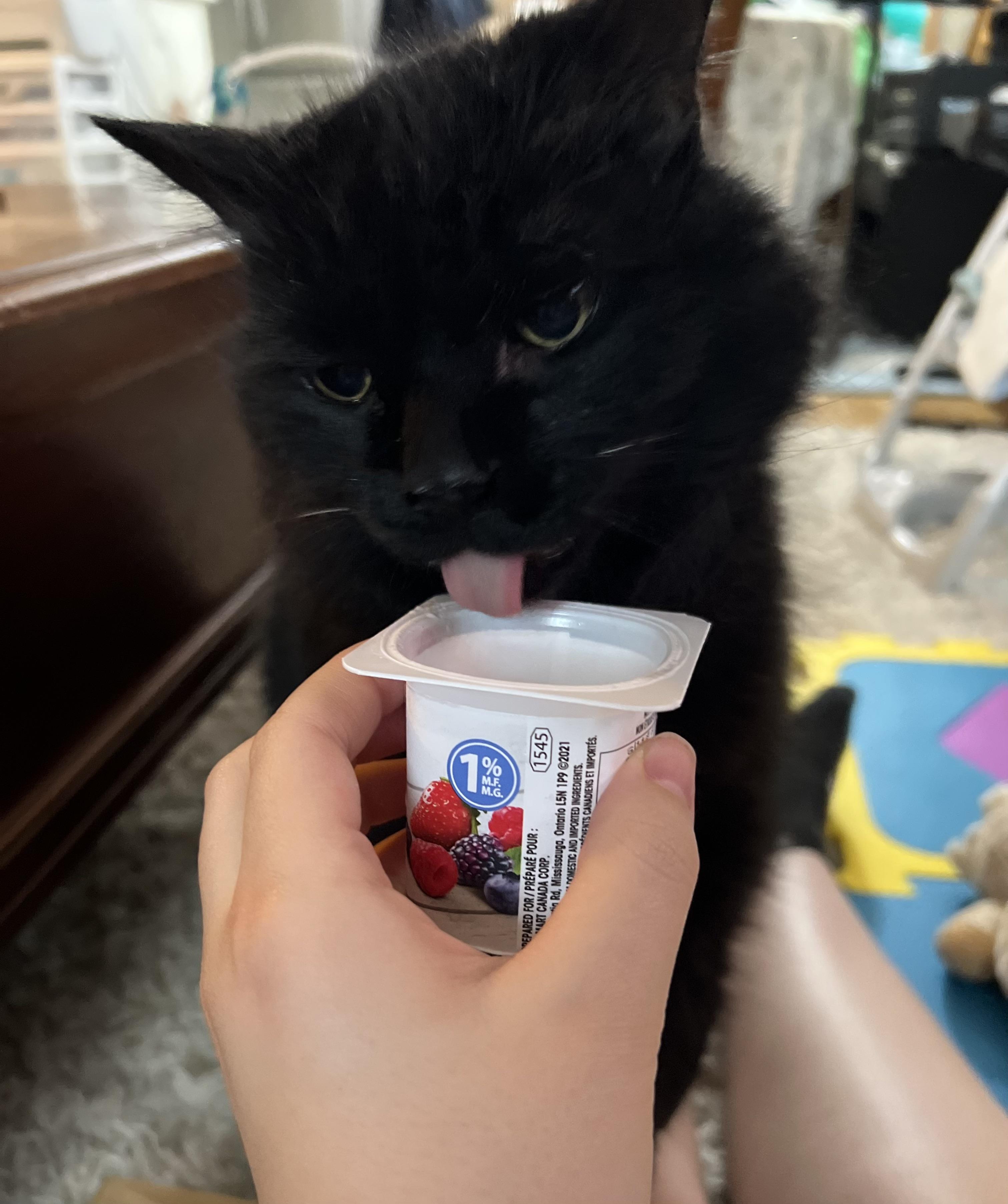 r/cats - Anyone else’s cat obsessed with yogurt