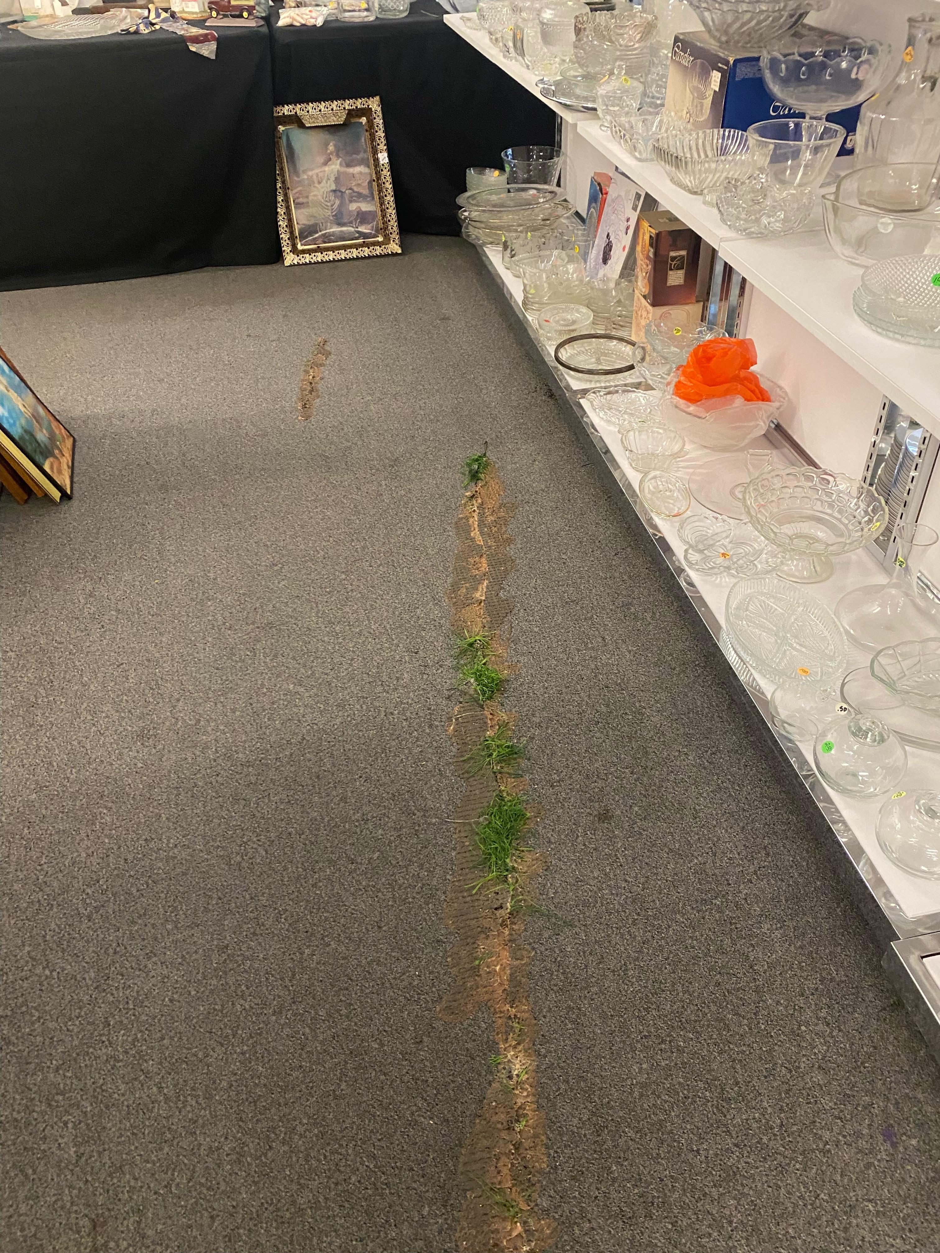 r/mildlyinteresting - Grass growing in local thrift store