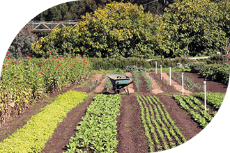 Farm, wheelbarrow, veggies, rows