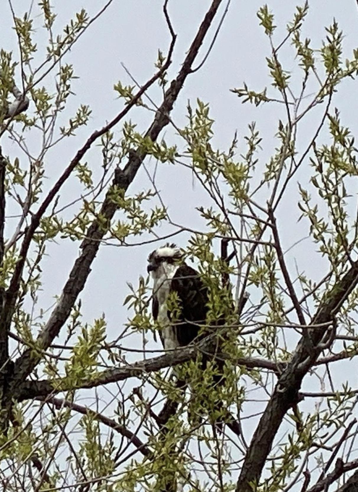 r/animalid - Looking for an id on this bird seen in Palmer Lake, Colorado