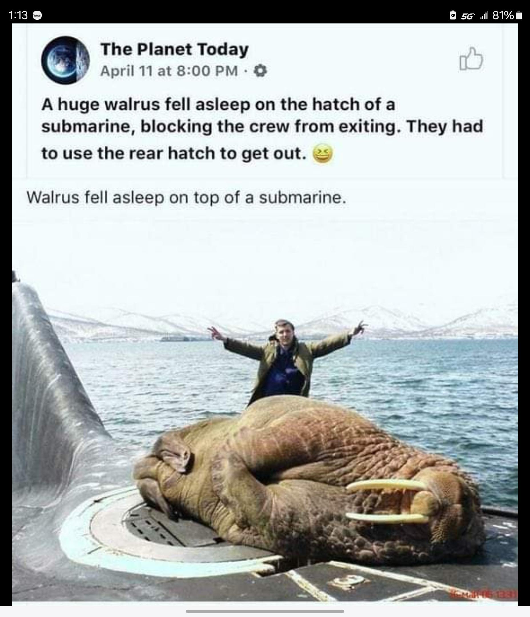 r/AbsoluteUnits - of a walrus 