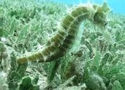 Seahorses