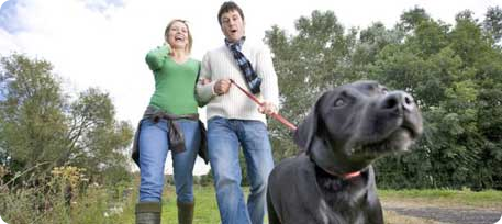 Couple walking with dog