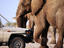 elephant slowly past tour vehicle, Botswana