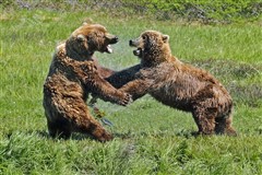 Alaskan Brown Bear