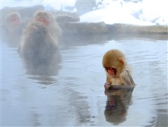 Macaques in hot springs, Yudanaka, Japan