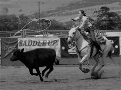 Wahine Rodeo