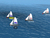 Stage 1 In The Virtual Sail First ISAF Youth Worlds Concludes, With Over 43,000 Boat-Starts 
