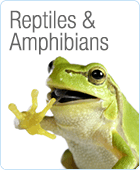 Reptile and amphibian supplies