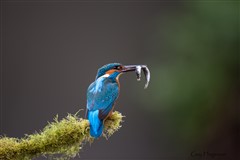 Kingfisher showing off by catching two trophy's for lunch.