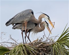 Great Blue Herons, The Placement