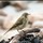 Rock Pipit 9188