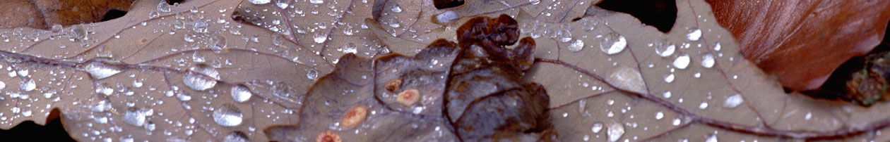 Close up picture of wet fallen leaves.