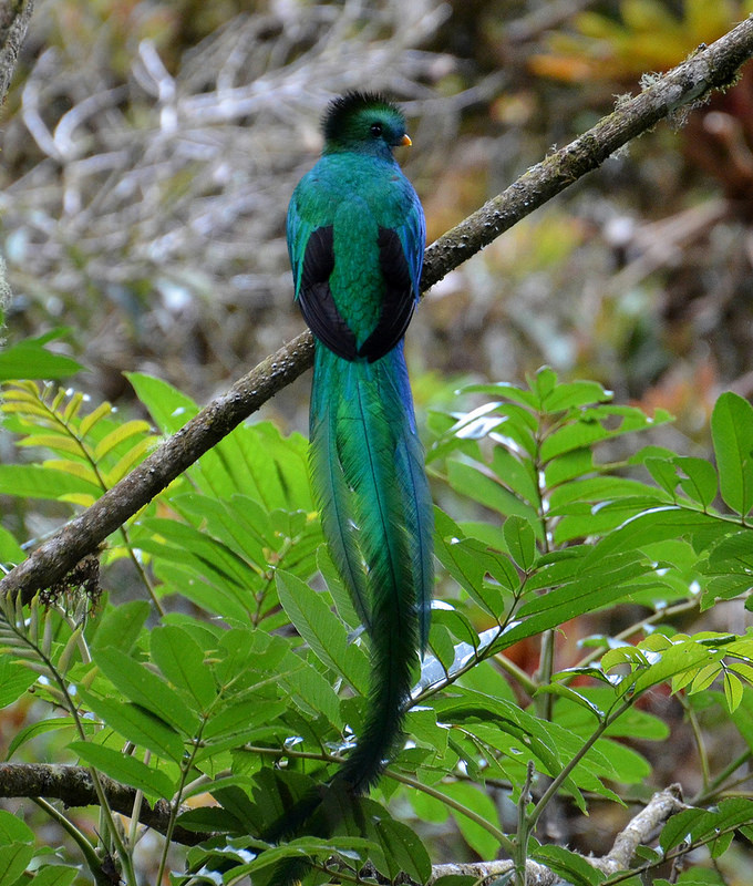 Resplendent Quetzal