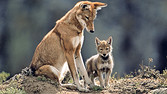 An Ethiopian wolf and pup