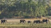 Elephants in the Gonarezhou National Park