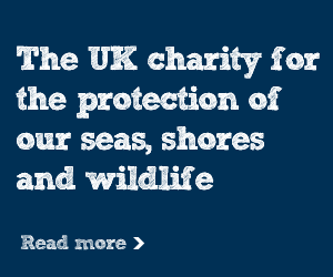 Protecting our seas, shores and wildlife