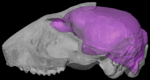 Duchesnean Primate, <BR><i>Rooneyia viejaensis</i>