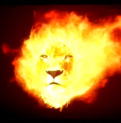 Fire lion