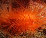 First Marine Conservation Zones in England announced