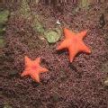 Maerl with cushion stars (Gateway) - Porania pulvillus Red cushion star Ben James/SNH. For information on reproduction rights contact the Scottish Natural Heritage Image Library on Tel. 01738 458541 or www.snh.gov.uk/copyright