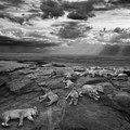 Natural History Museum announces Wildlife Photographer of the Year 2014 winners