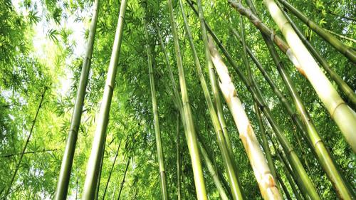 Bamboo