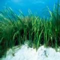 Eelgrass (Zostera marina) (marine) (gateway) - Eelgrass (Zostera marina) -  Paul Kay. For information on reproduction rights contact the Scottish Natural Heritage Image Library on Tel. 01738 458541 or www.snh.gov.uk/copyright