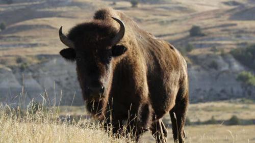 American bison