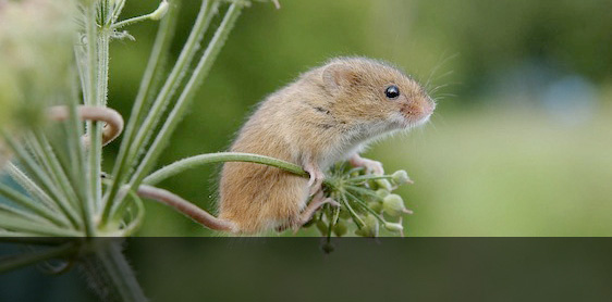 Field mouse