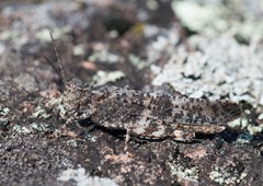 Crackling locust