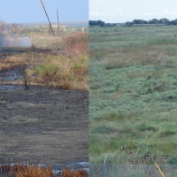 Before and after photos of the oiley marsh. Before is an oily mess. After is a growing marsh.