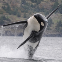 Southern Resident killer whale. (Credit: NOAA)