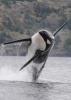 Southern Resident killer whale. (Credit: NOAA)