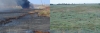 Before and after photos of the oiley marsh. Before is an oily mess. After is a growing marsh.