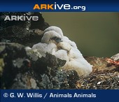 ARKive image - Gyr falcon chicks on nest