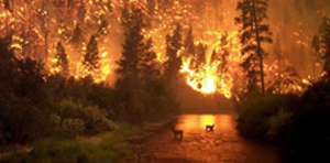 Wildfire Safety