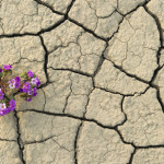 Desert wildflowers