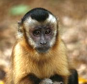 Wild Futures Monkey Sanctuary