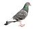 Columba livia in Japan white background.JPG