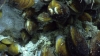 Towards the end of the first dive, we found a carbonate outcrop inhabited with the chemosynthtic mussel Bathymodiolus sp. These mussels appeared to be encased in methane hydrate, formed by methane gas conglomerating at their base.