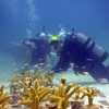 Coral restoration in the Florida Keys. Photo: NOAA