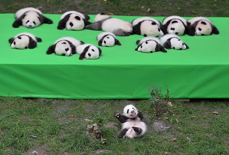 What's cuter than a baby panda? 23 baby pandas!