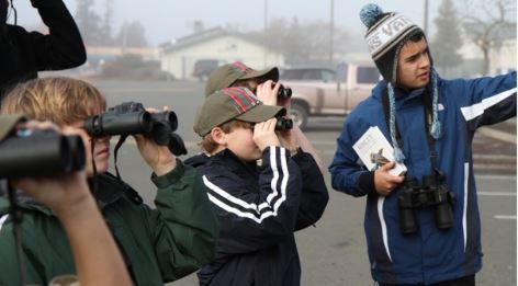 bird count