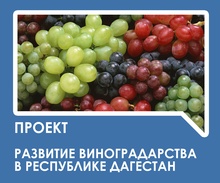 Развитие виноградарства в Республике Дагестан