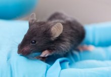 Innovative work in animal research at Imperial College London has been celebrated at an event to launch the third annual animal research report.